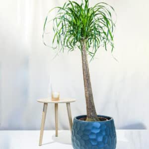 Slonova Noga – sobna biljka | Hortiqa