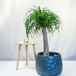 Slonova noga – sobna biljka | Hortiqa