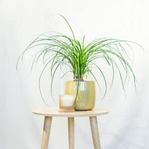 Slonova Noga – sobna biljka | Hortiqa
