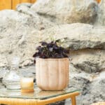 Ljubičasta djetelina – sobna biljka | Hortiqa