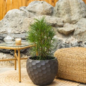 Japanska pršljenka – vrtna biljka | Hortiqa