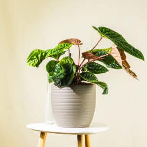 Alokazija – sobna biljka | Hortiqa