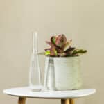 Peperomija – sobna biljka | Hortiqa