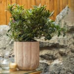 Šareni rododendron – vrtna biljka | Hortiqa