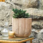 Plava borovica – vrtna biljka | Hortiqa