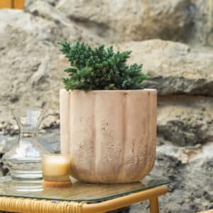 Plava borovica – vrtna biljka | Hortiqa