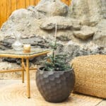 Plava jela – vrtna biljka | Hortiqa