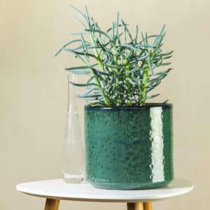 Plavi senecio – sobna biljka | Hortiqa