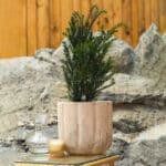 Tisa – vrtna biljka | Hortiqa