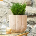 Borovica – vrtna biljka | Hortiqa