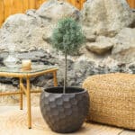 Arizonski čempres – vrtna biljka | Hortiqa