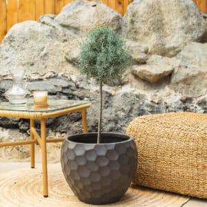 Arizonski čempres – vrtna biljka | Hortiqa