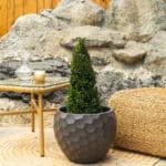 Japanska božikovina – vrtna biljka | Hortiqa