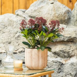 Skimija – vrtna biljka | Hortiqa