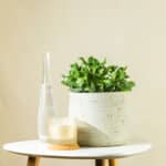 Krasula – sobna biljka | Hortiqa