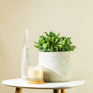 Krasula – sobna biljka | Hortiqa