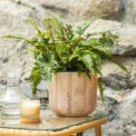 Paprat – vrtna biljka | Hortiqa