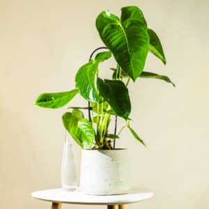 Anturij – sobna biljka | Hortiqa