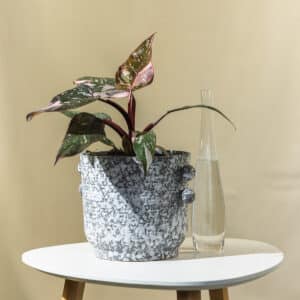 Filodendron – sobna biljka | Hortiqa