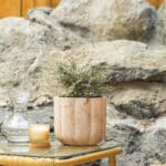 Šarenolisna lonicera – vrtna biljka | Hortiqa