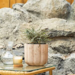 Šarenolisna lonicera – vrtna biljka | Hortiqa