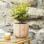 Osmantus – vrtna biljka | Hortiqa