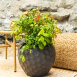 Nebeski bambus – vrtna biljka | Hortiqa