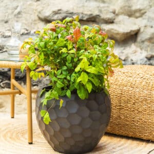 Nebeski bambus – vrtna biljka | Hortiqa