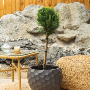 Zlatni lejlandski čempres – vrtna biljka | Hortiqa