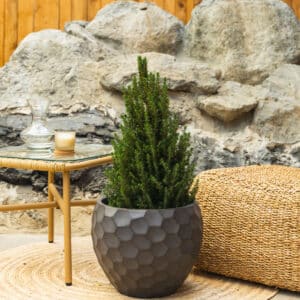 Patuljasta smreka – vrtna biljka | Hortiqa