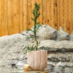 Japanska kriptomerija – vrtna biljka | Hortiqa