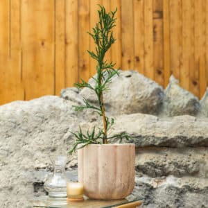 Japanska kriptomerija – vrtna biljka | Hortiqa