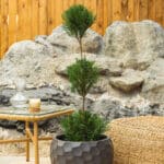 Lejlandijski čempres mini forma – vrtna biljka | Hortiqa