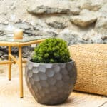 Tisa – vrtna biljka | Hortiqa
