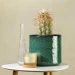 Dlakavi kaktus – sobna biljka | Hortiqa