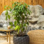 Kineska perlica – vrtna biljka | Hortiqa