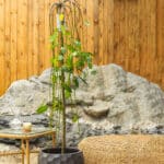 Žalosna vrba – vrtna biljka | Hortiqa