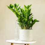 Zamija – sobna biljka | Hortiqa