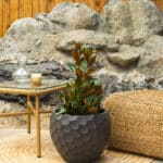 Zimzelena magnolija – vrtna biljka | Hortiqa