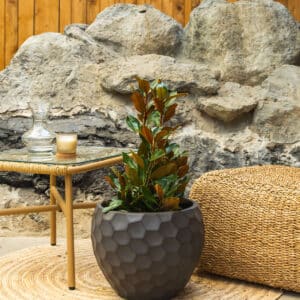 Zimzelena magnolija – vrtna biljka | Hortiqa