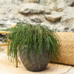 Tuja – vrtna biljka | Hortiqa