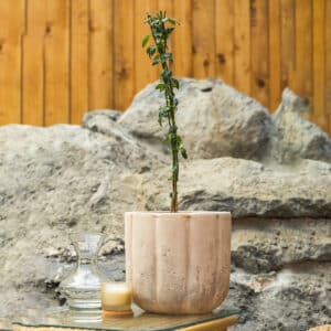 Zimzeleni jasmin – vrtna biljka | Hortiqa