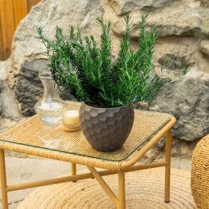 Ružmarin puzavac Ø 18