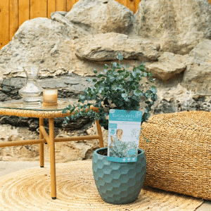 Eucalyptus gunni Ø 14