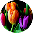 Vlatka K. profile picture