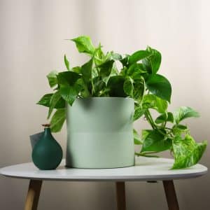 Puzavac Epipremnum pinnatum 'Marble Queen' (hanging)