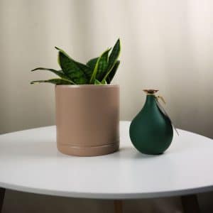 Sanseverija (Svekrvin jezik) - Sansevieria trifasciata 'Golden Hahnii'