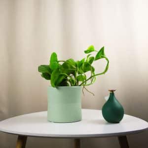Puzavac - Epipremnum pinnatum Global Green