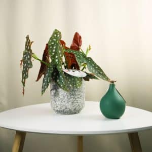 Begonija - Begonia Maculata