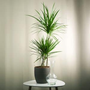 Zmajevac	- Dracaena marginata